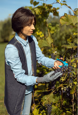 Portrait d'un viticulteur dans ses vignes