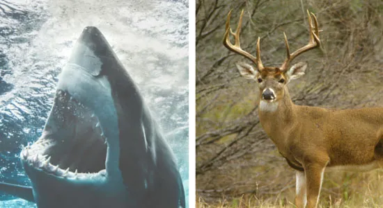 Why Deer Are More Deadly Than Sharks