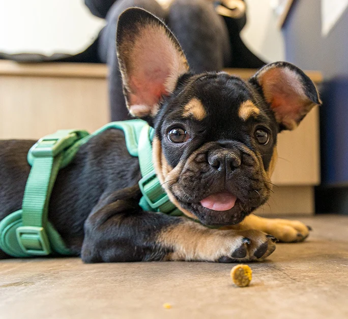 Boston Veterinary Clinic Puppy
