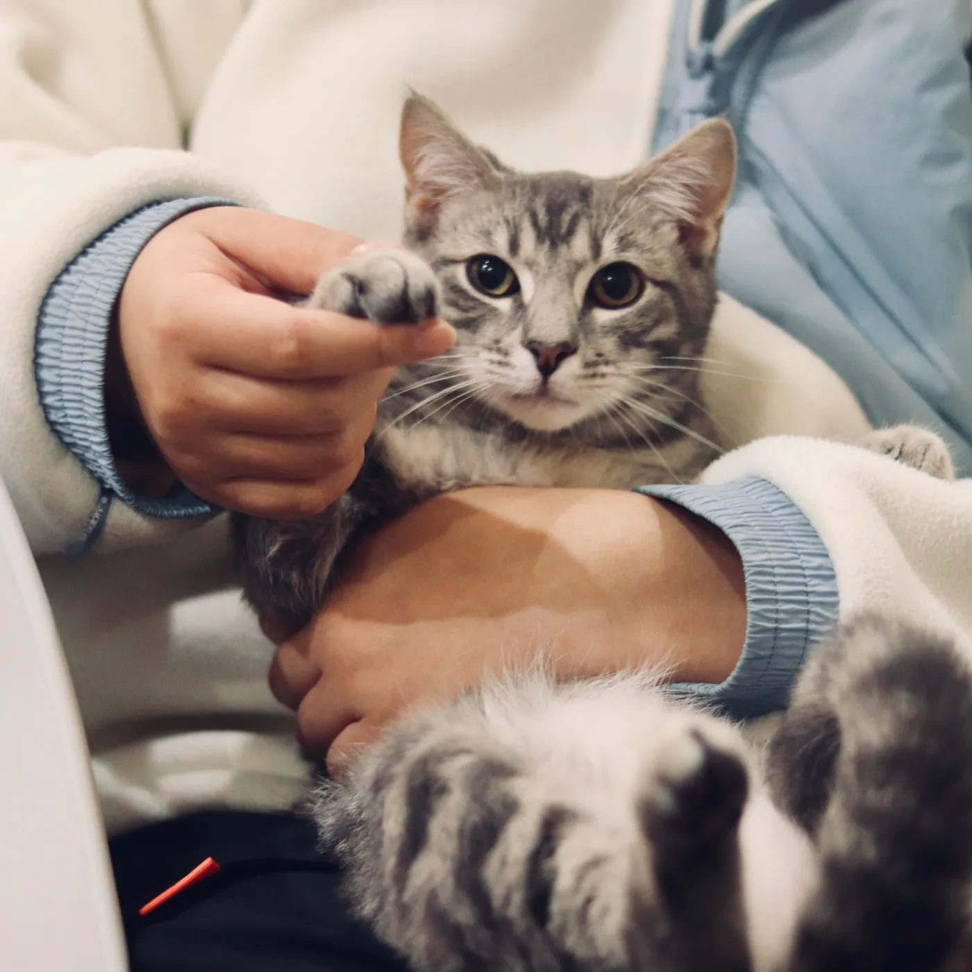 A grey kitten being held by a pet parent at a veterinary clinic