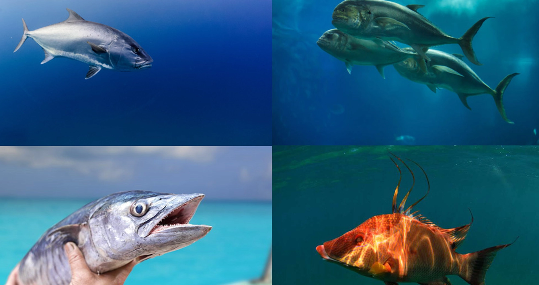 Ingman Marine | \, image size:1880x996