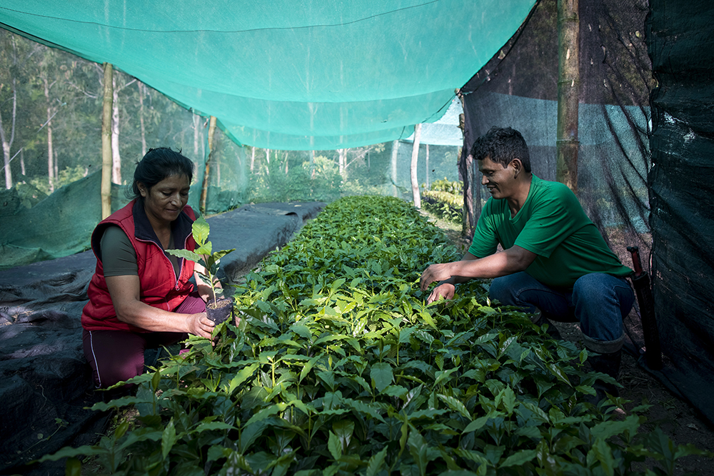 Two Peruvian coffee farmers taking care of the coffee plants.