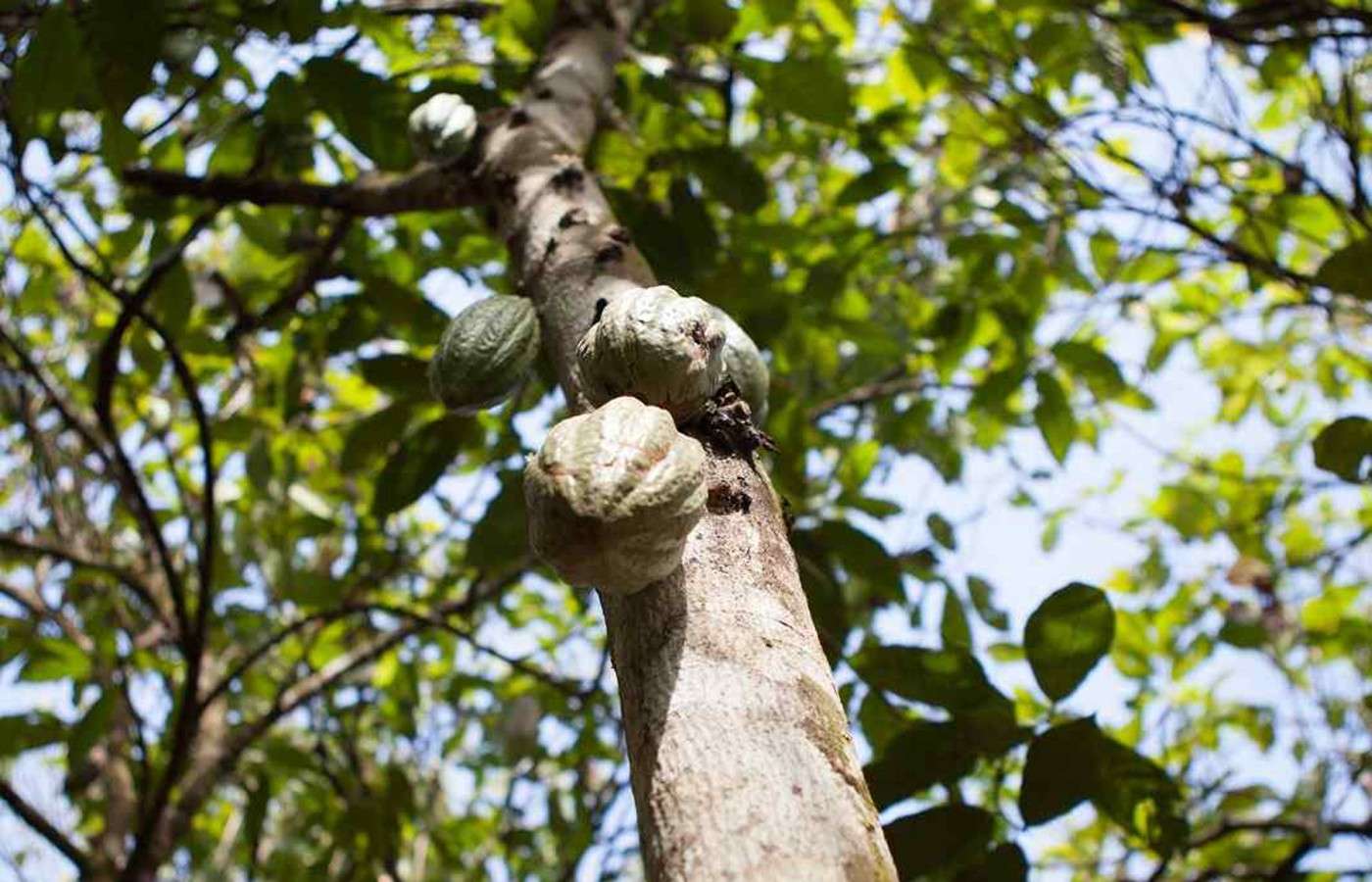 Cadesa-protection-de-la-planete-cacao