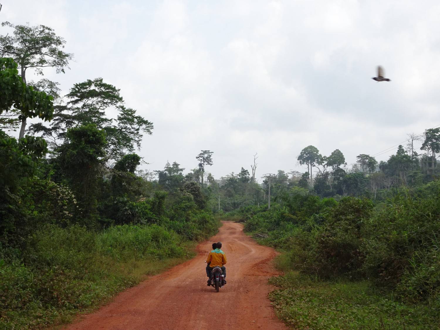 Two people driving a scooter on a reddish road, surrounded by rainforest in Côte d'Ivoire. Bescherming van onze planeet.