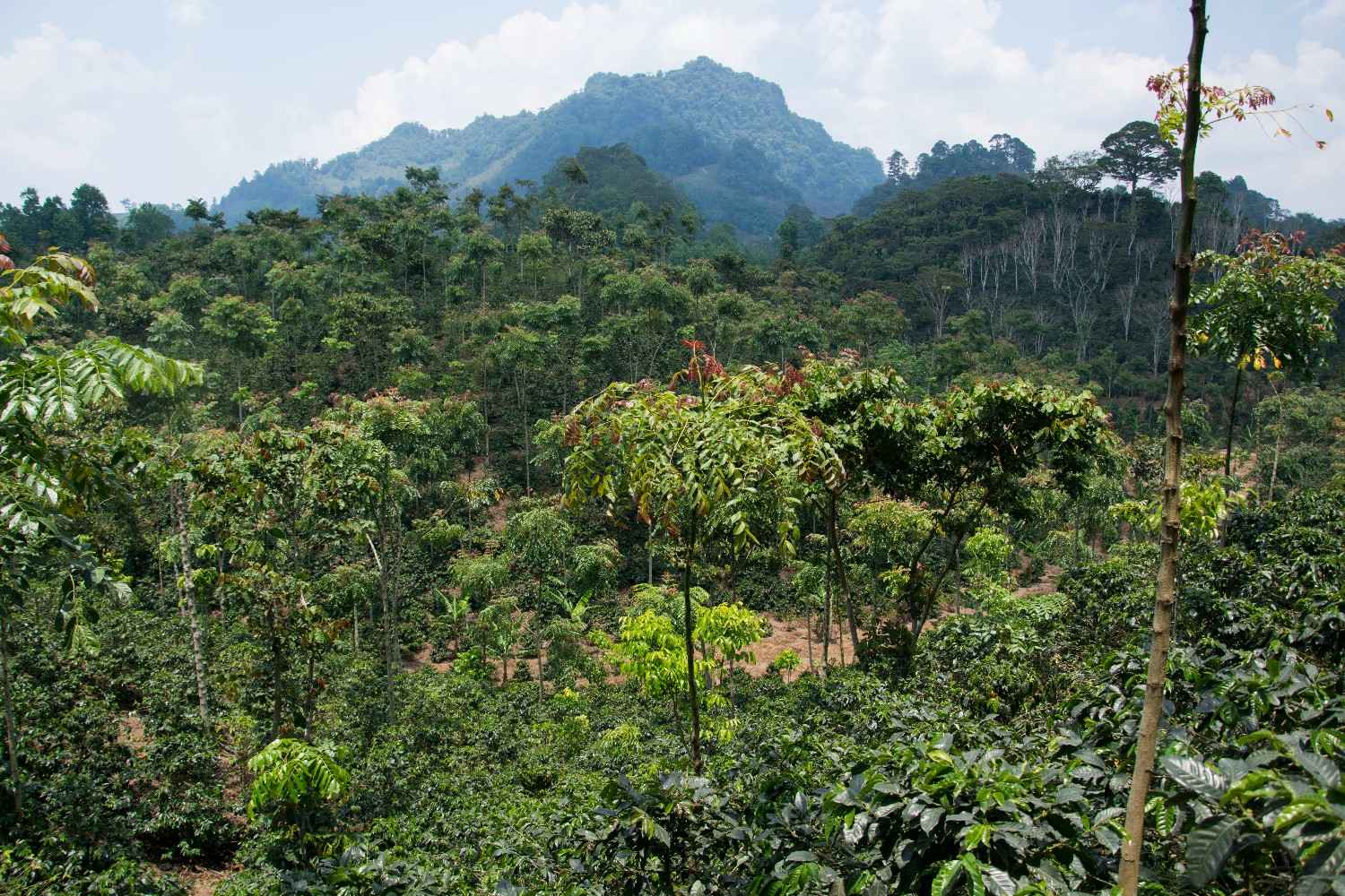 Uitzicht op gebied in beschermd regenwoud in Nicaragua, met bergen in de verte.