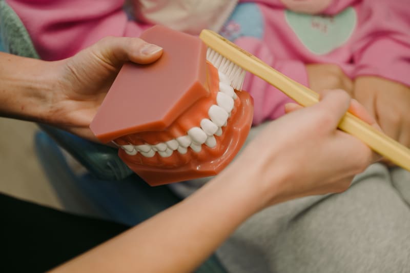 Hands demonstrating dental model showing teeth structure to patient
