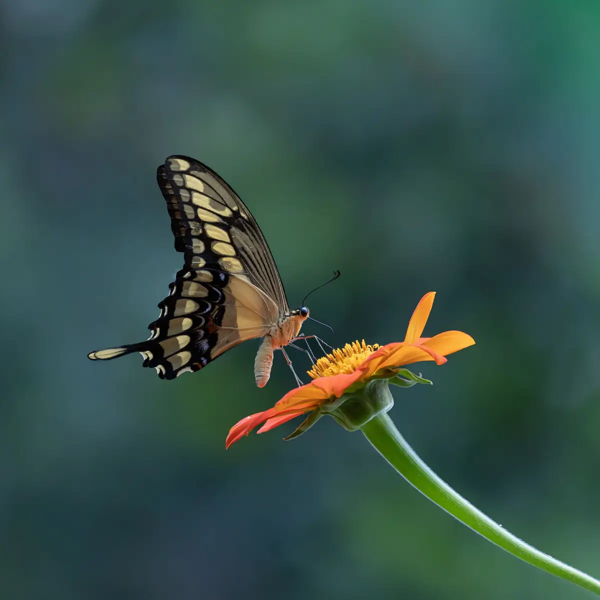 Transformation illustrated by a butterfly and nature