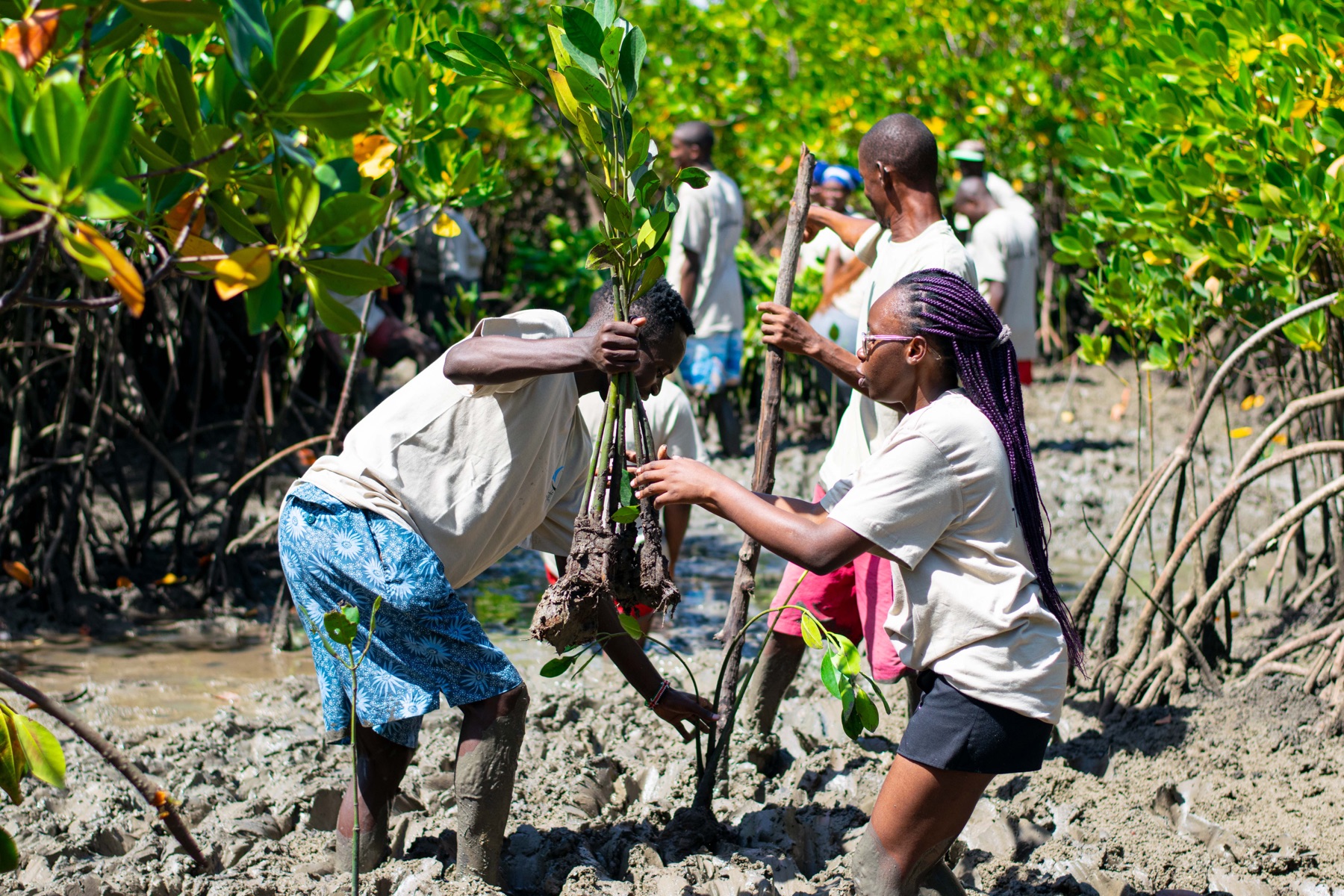 Youth Pawa participants work together among mangrove roots.