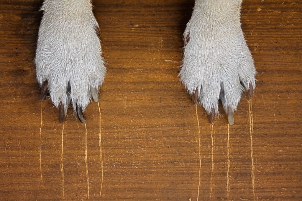 Hardwood Floor Care King County