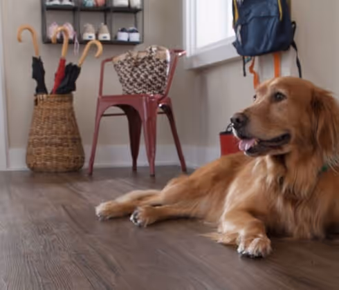 Pet-Resistant Flooring
