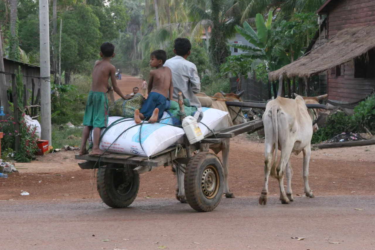 Ox pulling a cart of children in rural Cambodia.