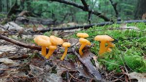 Marvelous Mushrooms! Webinar