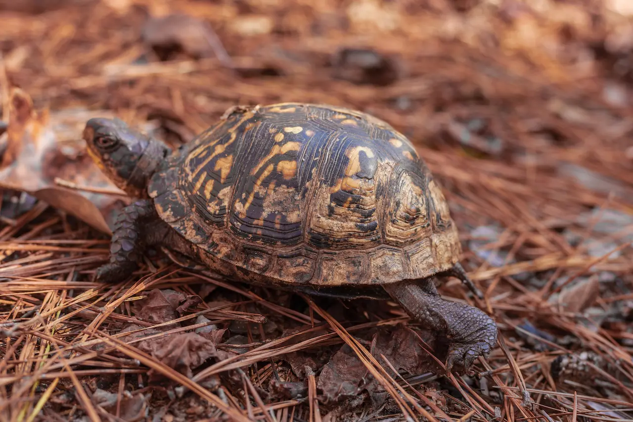 Natural Highlights: Eastern Box Turtles 