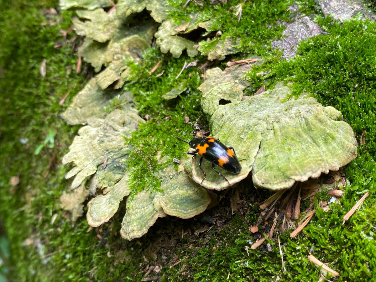Natural Highlights: The Heroic Pleasing Fungus Beetle