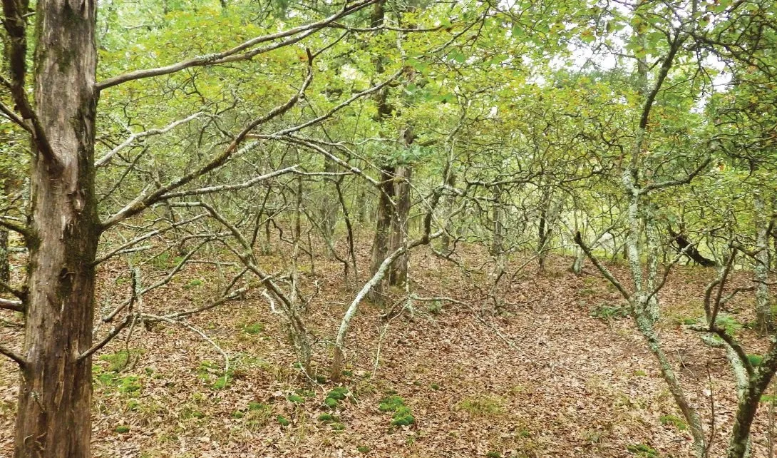Natural Highlights: Rare Plants of the Walker Tract