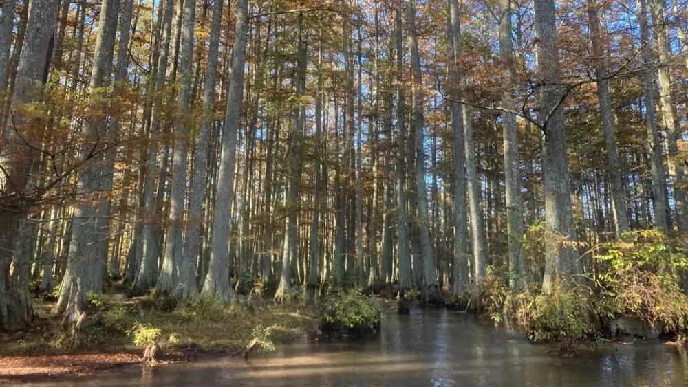  First Saturday Paddle, Lost Swamp Section December
