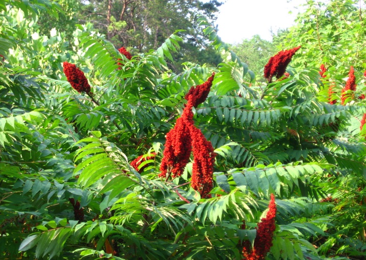 Natural Highlights: The Colorful Sumacs