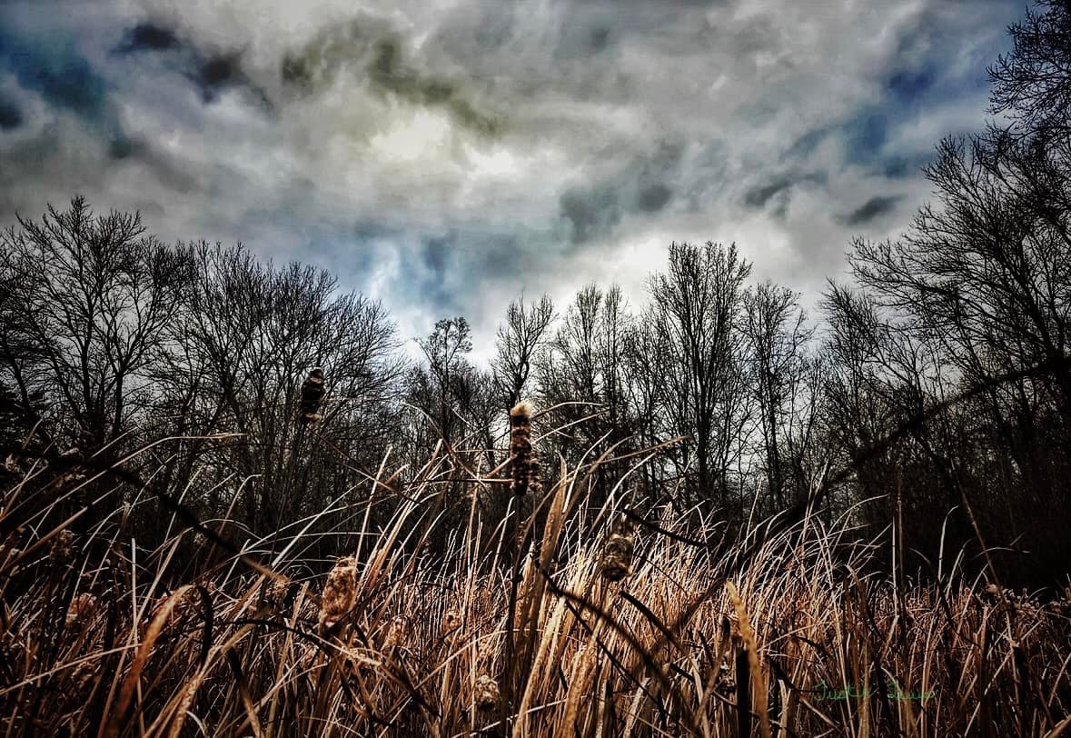 Hill Preserve Holiday Clean Up