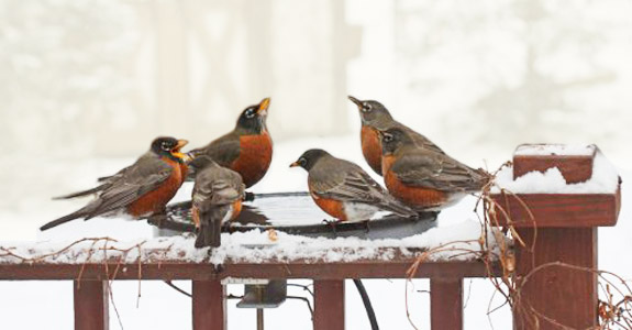 Simple Gifts for Winter Wildlife