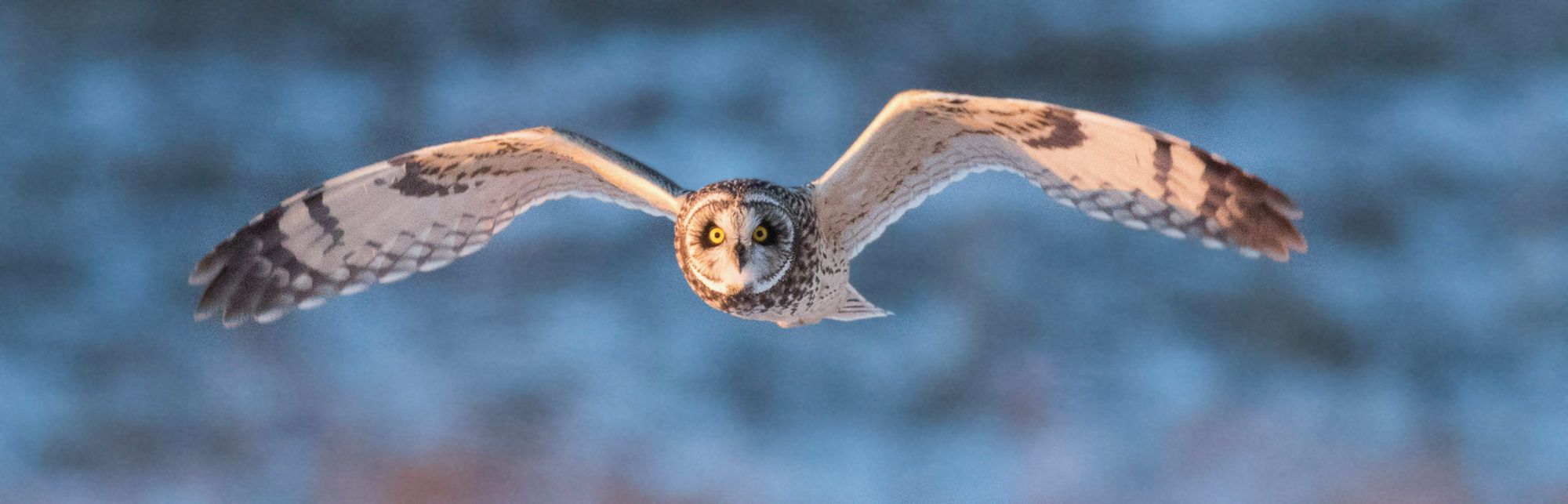 Natural Highlights: Short-eared Owls
