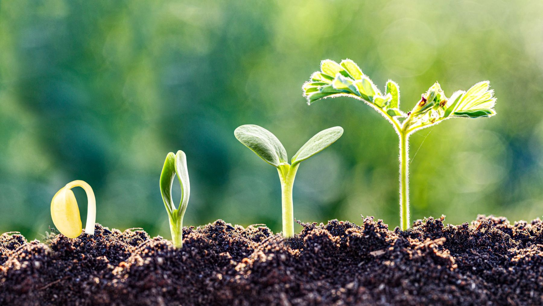 Ways to Give: Donor-Advised Funds