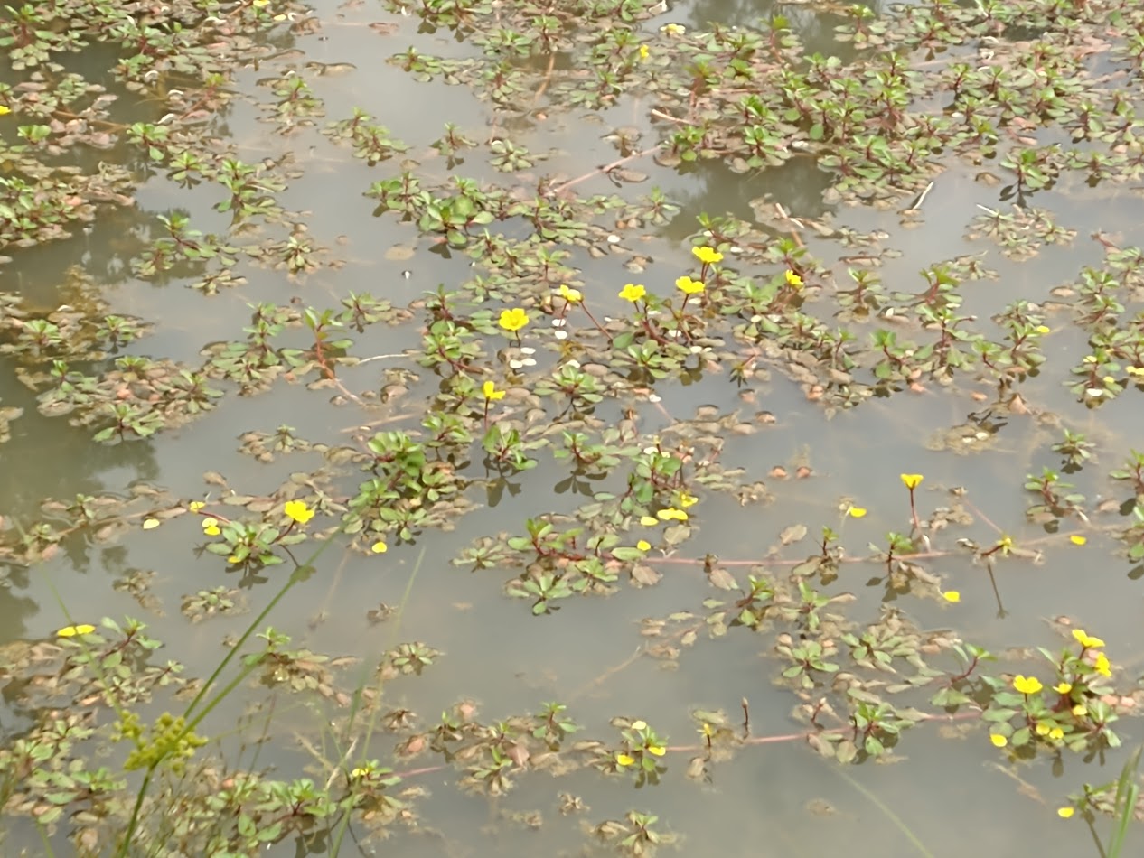 Natural Highlights: Water Primrose