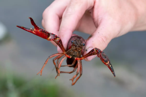 Natural Highlights: Red Swamp Crayfish 
