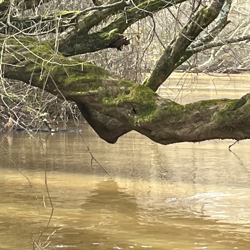 First Saturday Paddle Rossville to Piperton