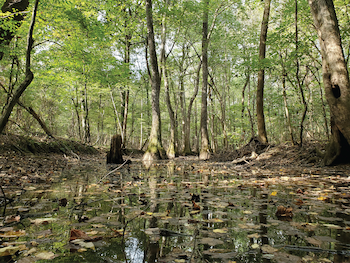 Exploring Number 1: A Hike in the Woods