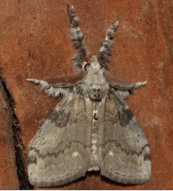 Natural Highlights: White-marked Tussock Moth