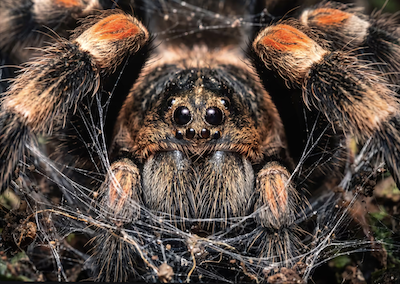 Creepy Conservation: Talking About Tarantulas with Dr. Steve Reichling