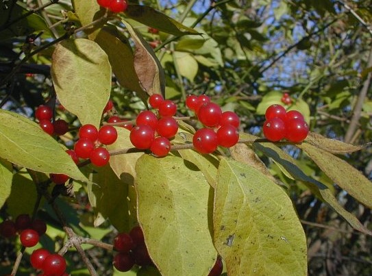Managing an Expanding Threat: Bush Honeysuckle 