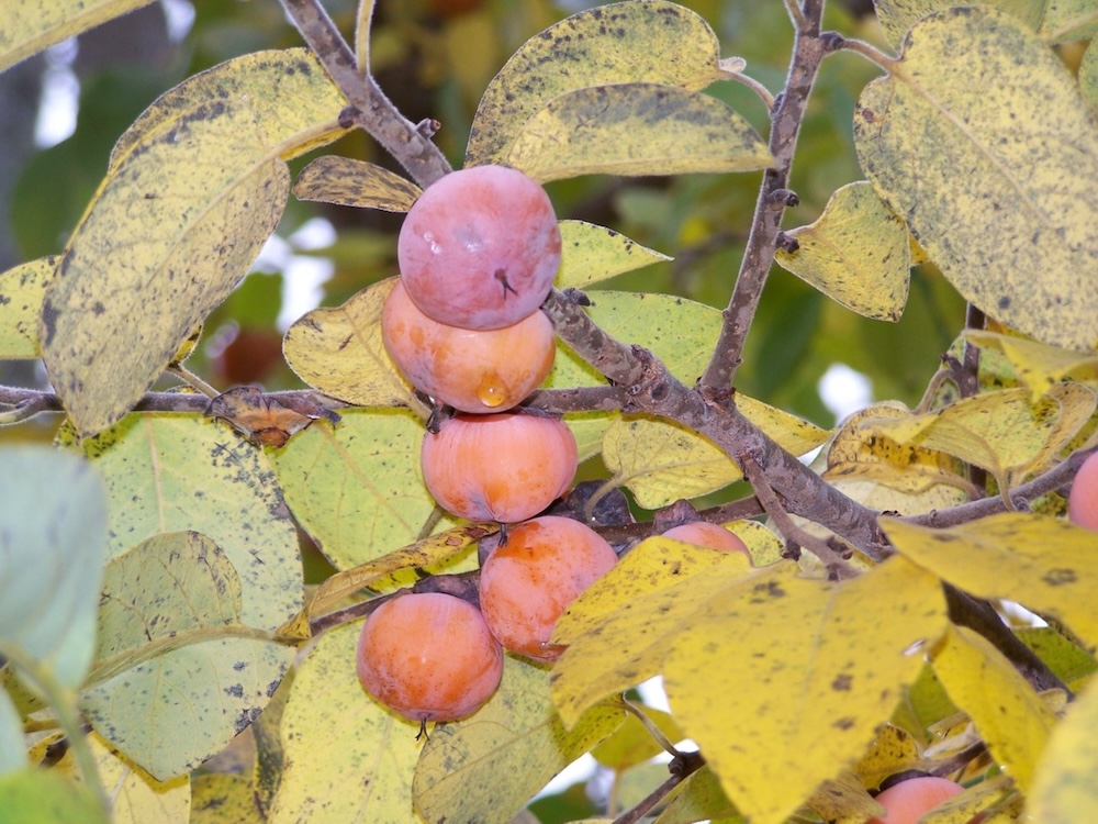 Natural Highlights: American Persimmon 