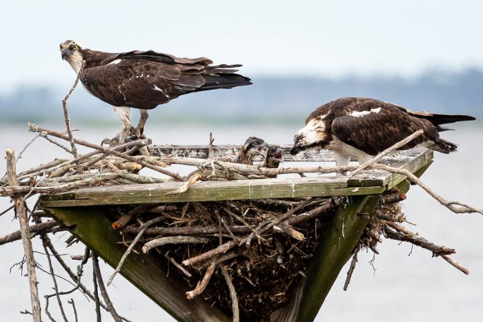 Natural Highlights: Osprey