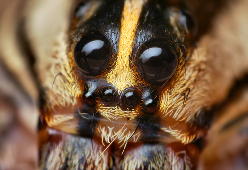 Not So Scary: Meet the Wolf Spider