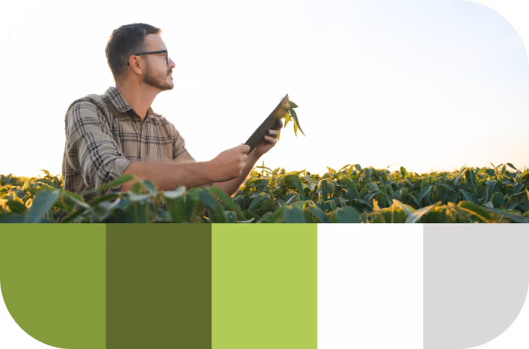Man in a plaid shirt examining crops in a green field at sunrise or sunset.