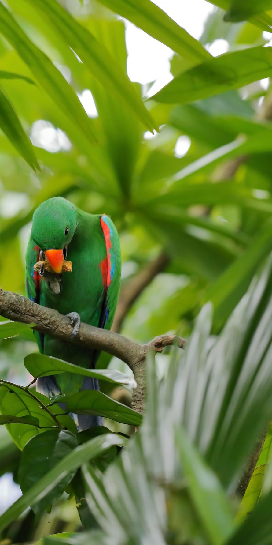 Singapore Streetscape