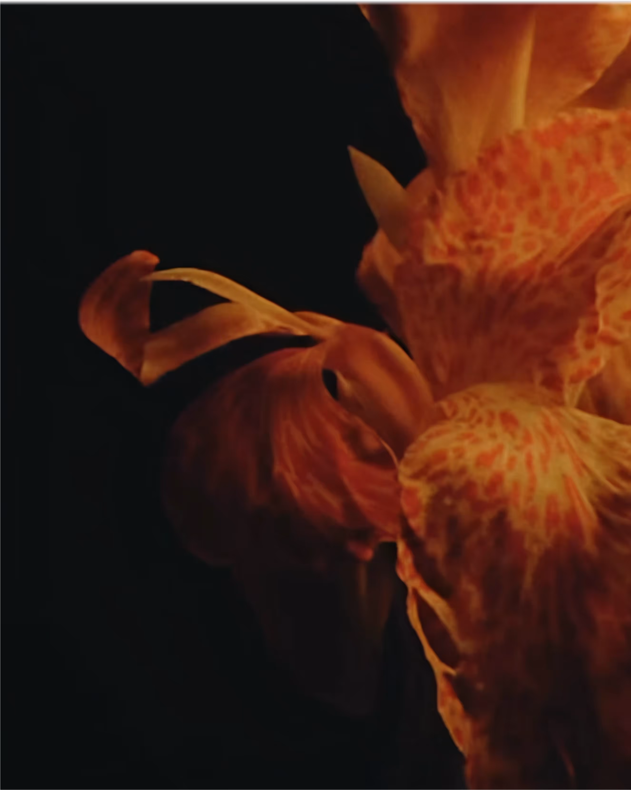 A close-up of orange and red flowers against a dark background.
