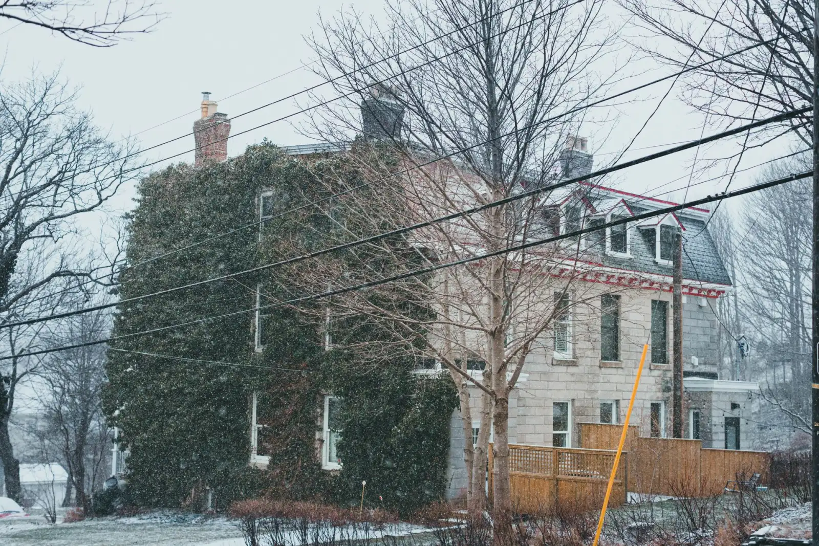 tree near power lines 