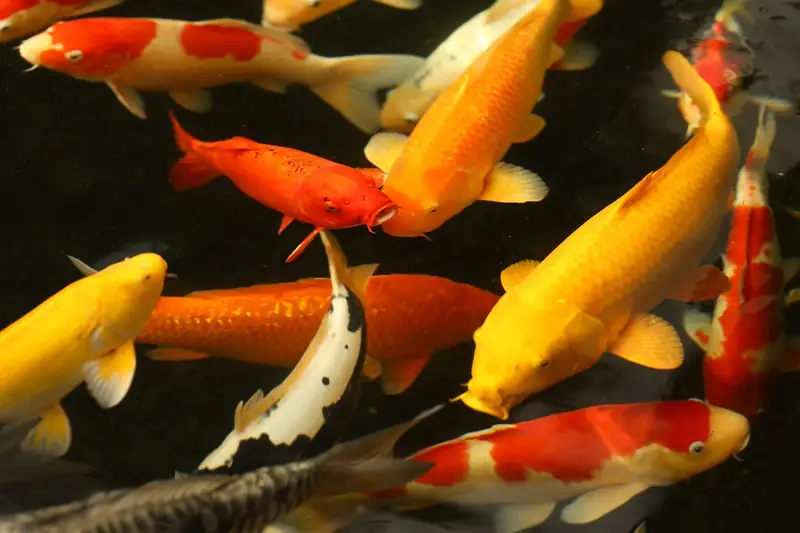 Koi swimming in the dark water of the estate pond.