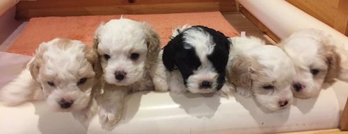 Do Cavoodles make good therapy dogs - FAQ answered by a professional breeder.