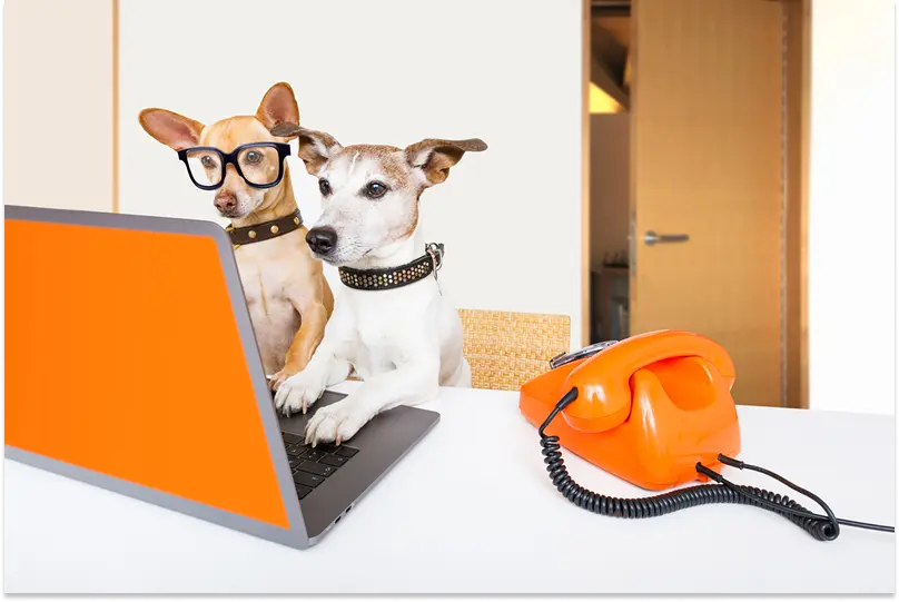 Cute posed picture with two dogs sitting at a computer as if they’re typing, with an old-style rotary phone on the table next to them.