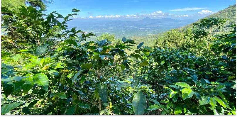 A view on the Martinez family coffee farm in El Salvador