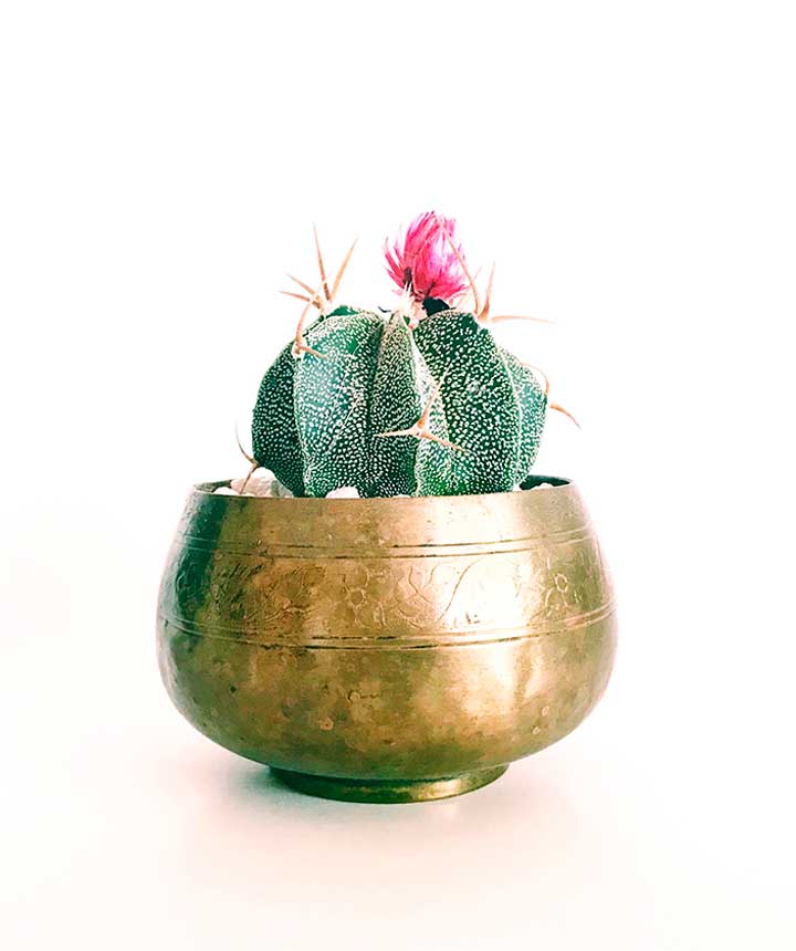 Bowl Vase