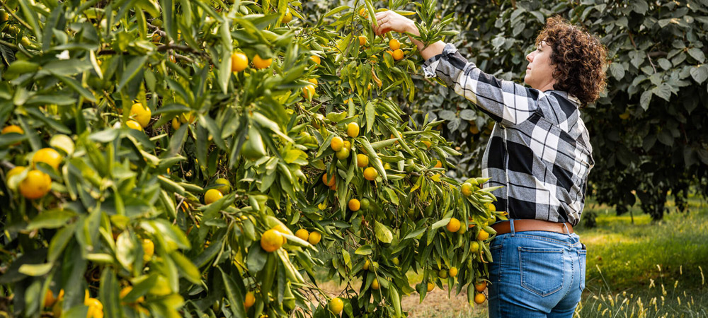 Twin Peaks Orchards: A Northern California Orchard Rooted in Craft, Community & Seasons