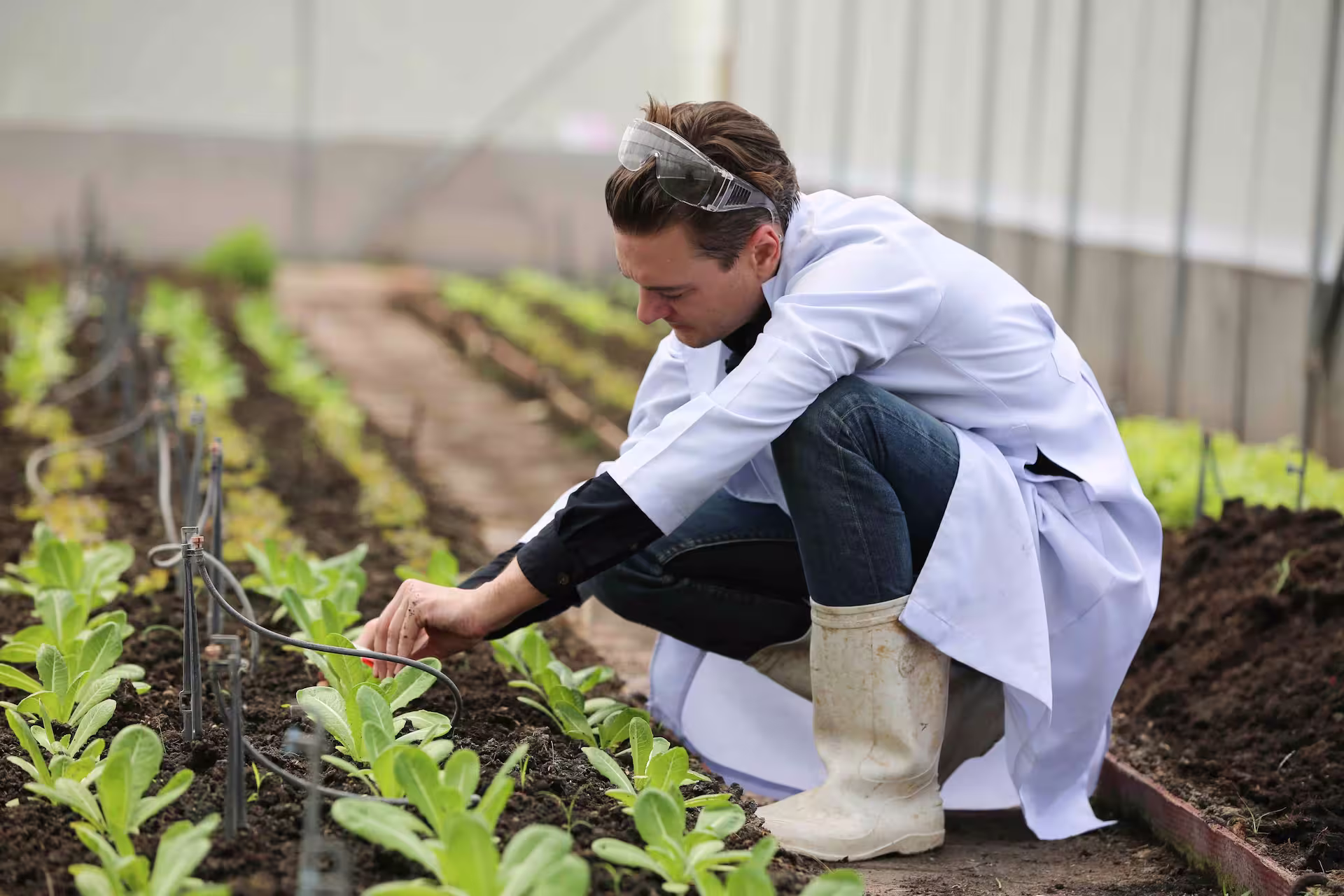 Image of man kneeling down over crops and touching the leaves