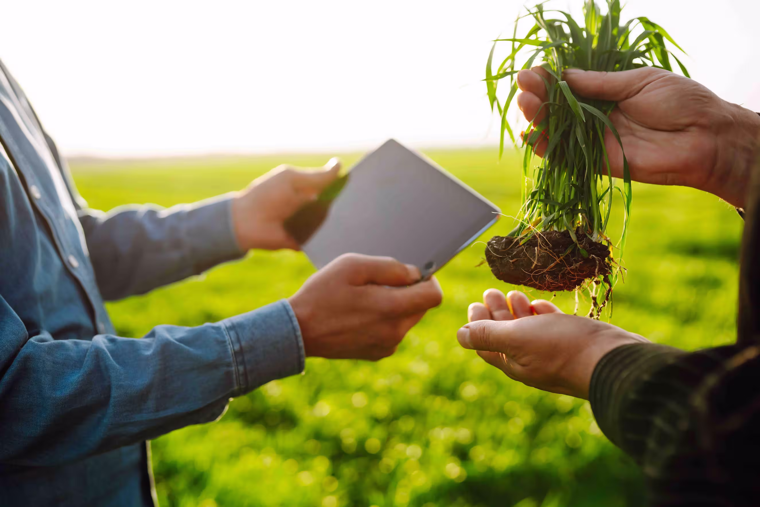 Person examining plant roots while another holds a tablet in a field