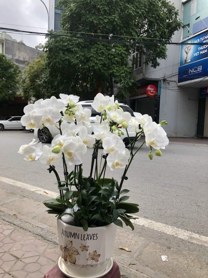 hoa lan hồ điệp trắng