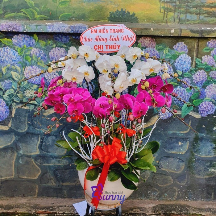 hoa lan hồ điệp trắng