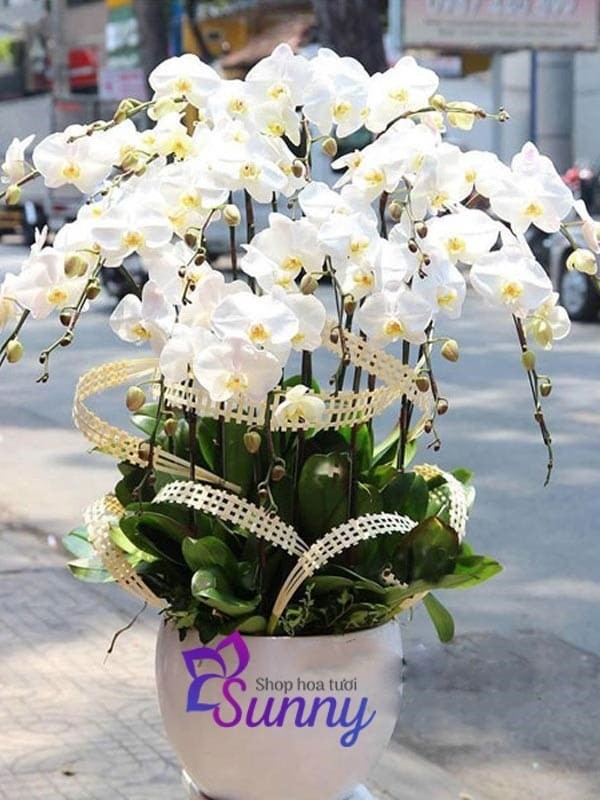 hoa lan hồ điệp trắng